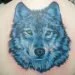amazing blue fox back